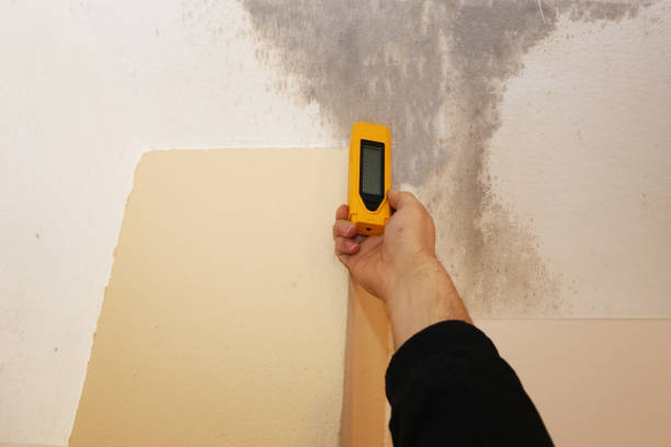 Reliable Reedsburg, WI Mold Removal Solutions