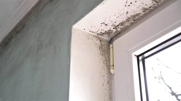 Best Industrial Mold Remediation  in Reedsburg, WI