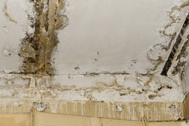 Best Commercial Mold Inspection  in Reedsburg, WI